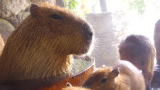 狭いたらいにムリヤリ割り込む姉カピバラ (Sister capybara gets in a small bath by force)