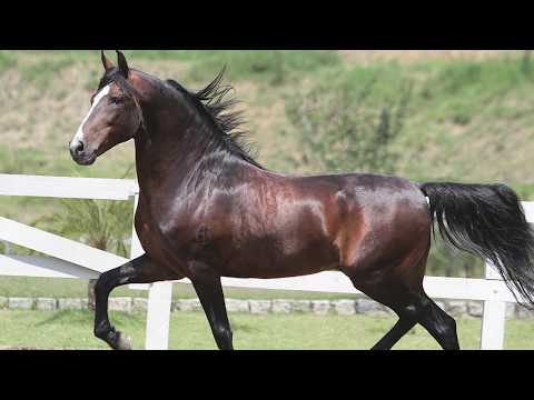 HARAS MORADA NOVA – INHAÚMA/MG