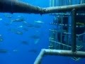 Great White Shark Cage Diving