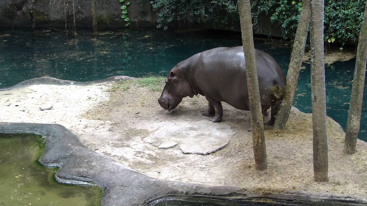 hippo poop YouTube