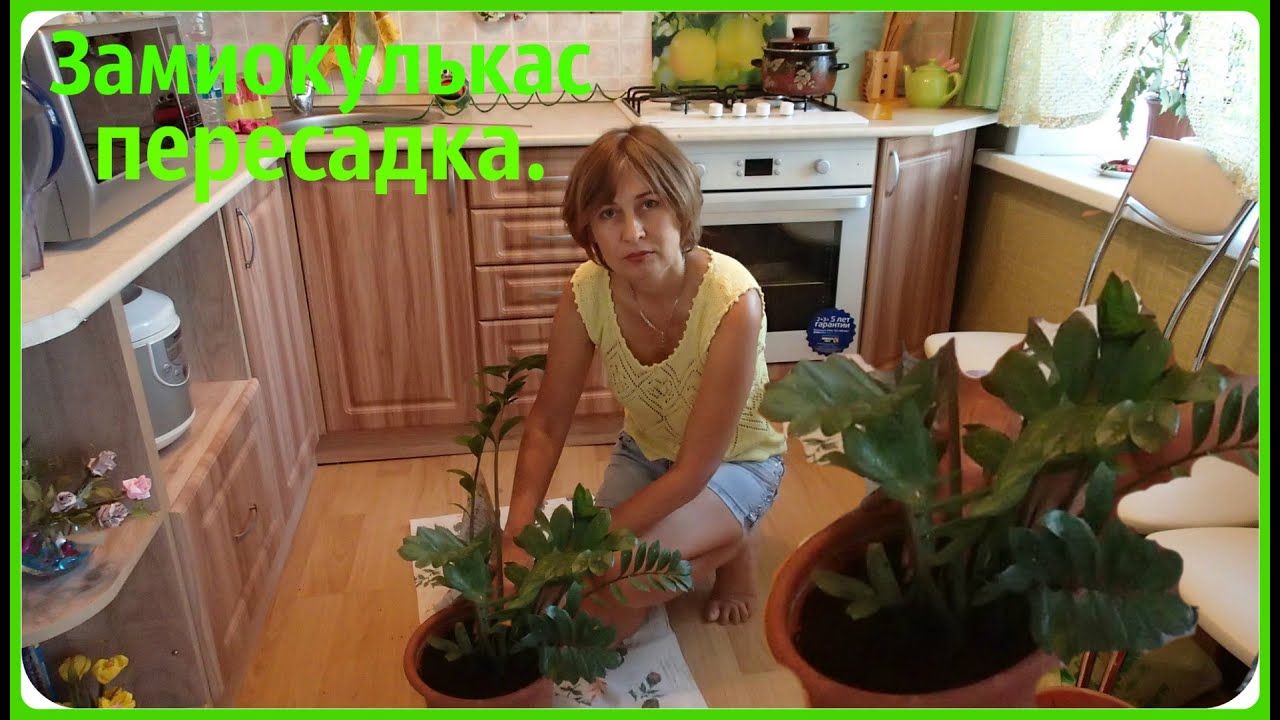 Размеры домик для шиншиллы своими руками Размеры домик для шиншиллы своими руками