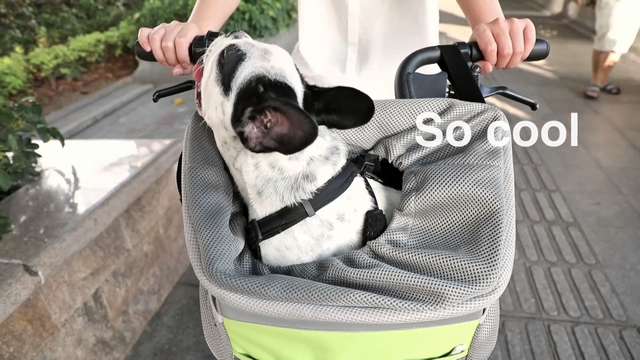 small dog bike carrier