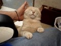 Taming a feral TOM CAT 101.2 (part 2)