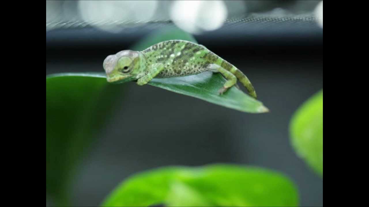 How do chameleons drink? - YouTube