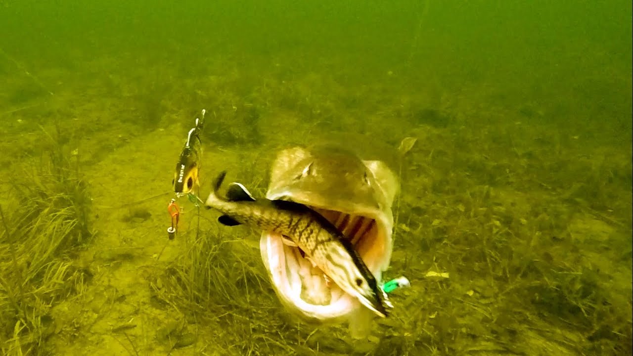 Подводная рыбалка на щуку