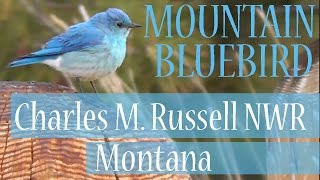 Mountain Bluebird (Sialia currucoides), Charles Russell National Wildlife Refuge, Northeast Montana