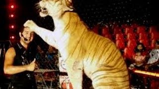 tigre ataca a su domador en el circo