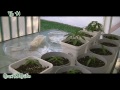 Tip #1: Keeping your marijuana grow room clean