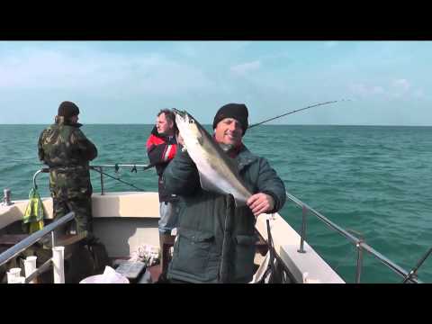 Pollock fishing on Channel Warrior out of West Bay Dorset