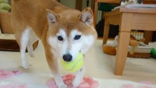 ボール遊び柴犬と見学猫　Cat to see it with the dog playing the ball