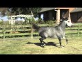 Interesting Facts About Dappled Gray Horses 