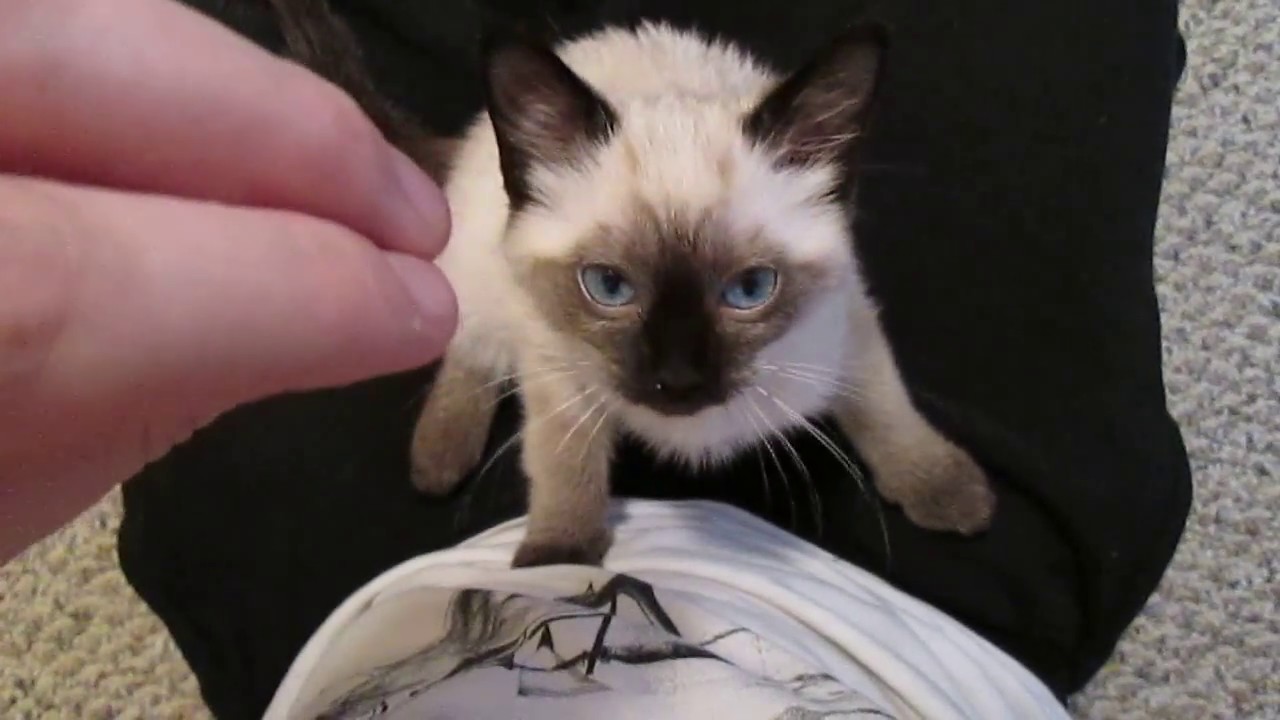 Siamese Ragdoll Kitten Purring YouTube