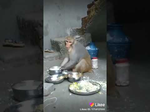 Funny monkey and video