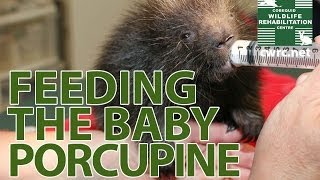 Feeding the Baby Porcupine