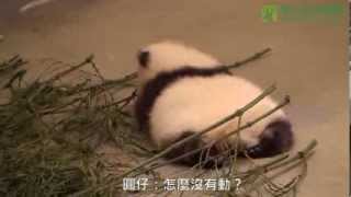 圓仔轉圈圈 The Giant Panda Cub Spinning in Circle