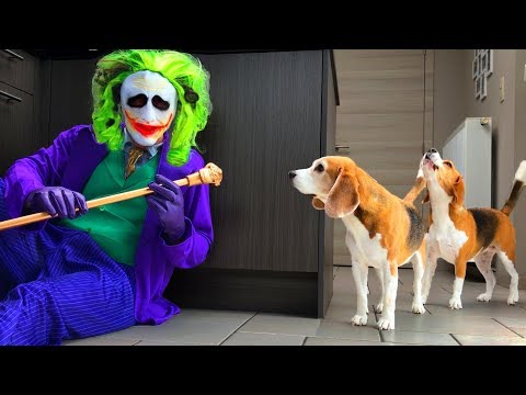 Dogs Vs Funny Clown Prank : Funny Dogs Louie and Marie