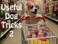 Посмотреть Видео Useful Dog Tricks 2 performed by Jesse the Jack Russell Terrier
