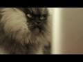 Colonel Meow on Facebook