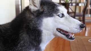 Mishka says "Hamburger" - Talking Husky