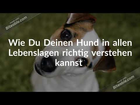 video Ich halte dich! 2 – Hunde-Ratgeber von Mirjam Cordt