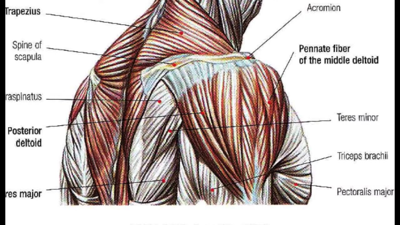 Back Muscle Anatomy Exercises - Human Body Anatomy