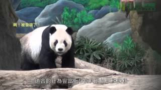 團團行為豐富化 Giant Panda Tuan Tuan's Behavior Enrichment