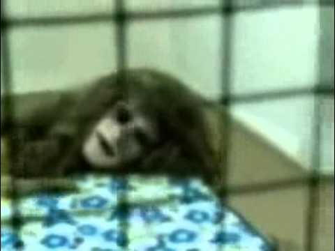 Video Mutant animal human face creature - YouTube