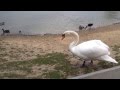 Video: Fauna am Lago Laprello