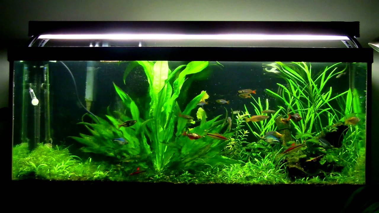 75 Gallon Rainbowfish Planted Aquarium - YouTube