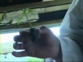 THC Seeds How to Grow Marijuana Part 1 of 5
