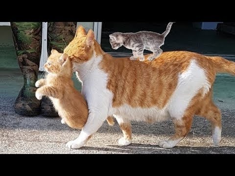 Cat looking out for kittens safety! 😸 Cute and Funny Cats Videos 2019 🐈 Animals Doing Things