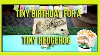 Tiny Birthday For A Tiny Hedgehog