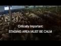 Video Tour of a Pork Plant Featuring Temple Grandin