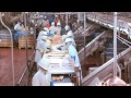 Video Tour of a Pork Plant Featuring Temple Grandin