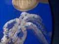 Jellyfish!!!!