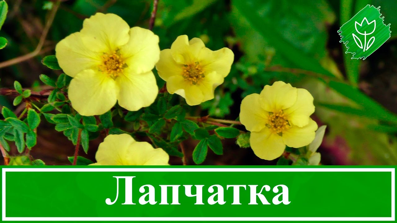 Выращивание лапчатки 35