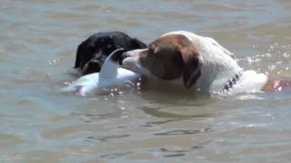 PIT BULL KILLS SHARK!!! NEW!!!