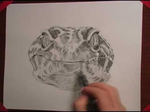 Leopard gecko drawing - YouTube