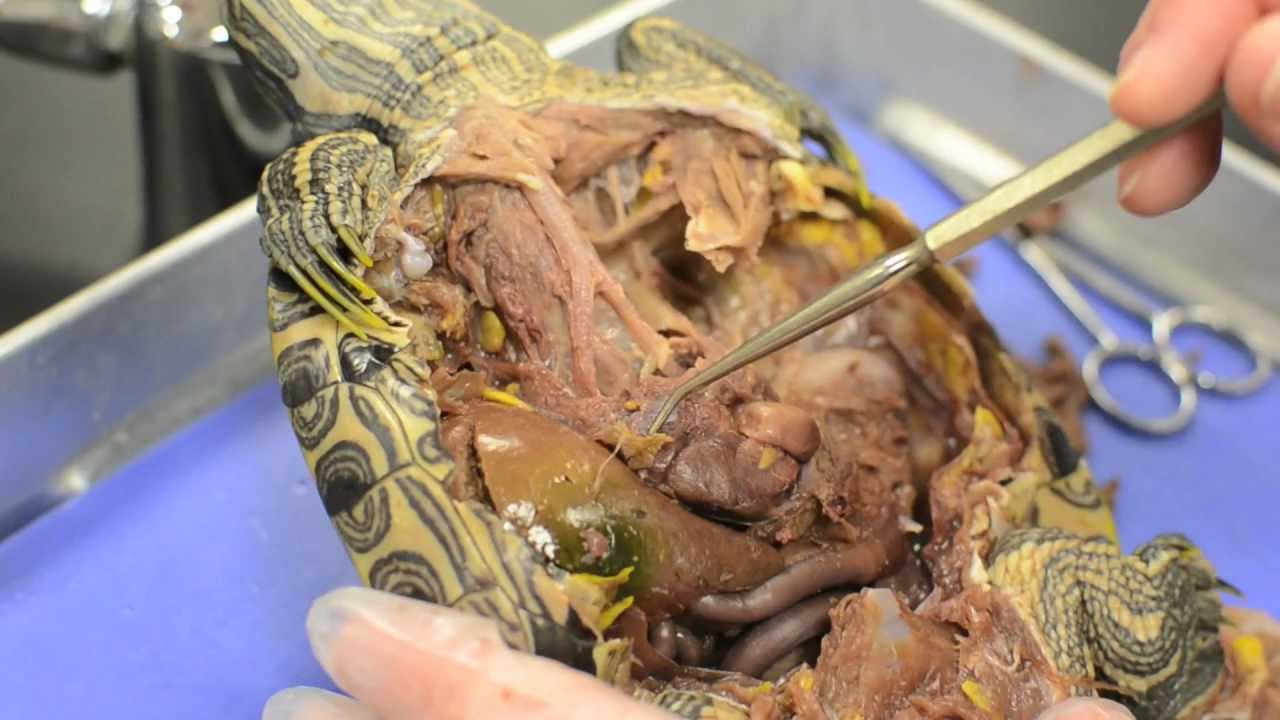 Turtle Dissection - YouTube