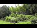 Sounds from a bamboo grove in summer - softypapa adventures