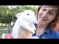 Pros & Cons of Having a Pet Rabbit | Small Pets