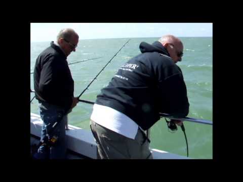 essex sea fishing smooth-hounds 2