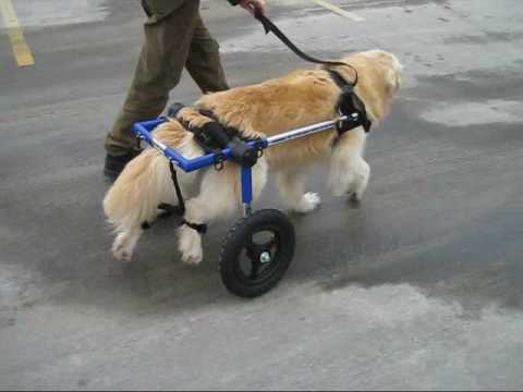 Dog walks in a Walkin' Wheels Wheelchair for the first time in months