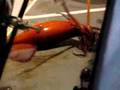 Giant Humbolt Squid - Youtube