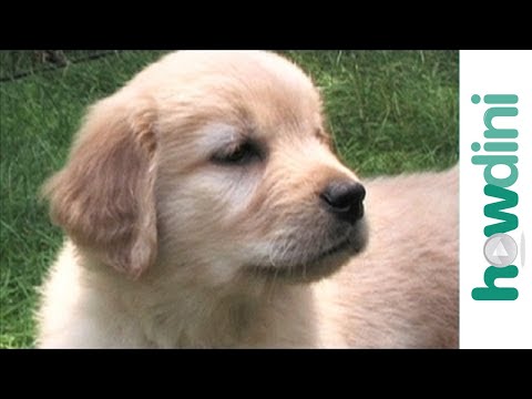 How to potty train a puppy - Housebreaking your dog - YouTube
