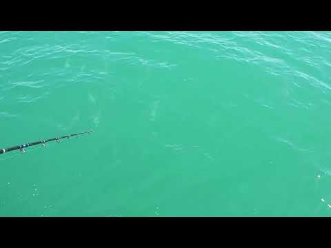bass chasing lures on the surface