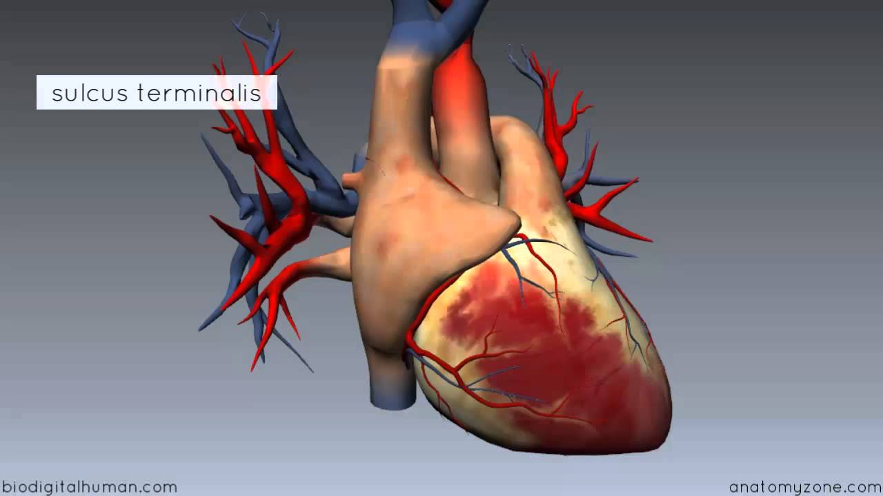 Heart Anatomy - Right Atrium - 3D Anatomy Tutorial - YouTube