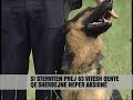 Nje dite ne shkollën e qenve - News, Lajme - Vizion Plus
