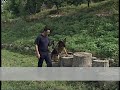 Nje dite ne shkollën e qenve - News, Lajme - Vizion Plus