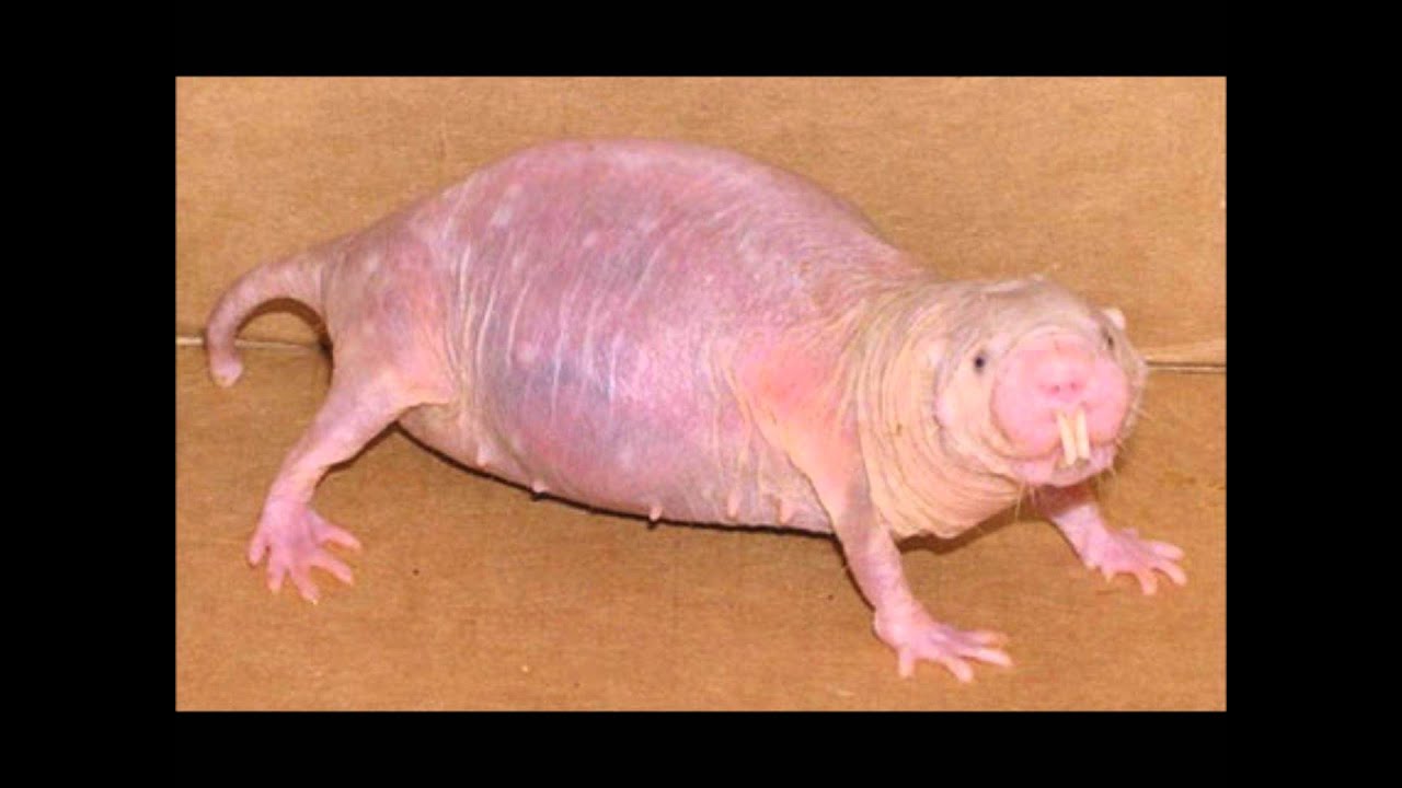 naked mole rat rufus